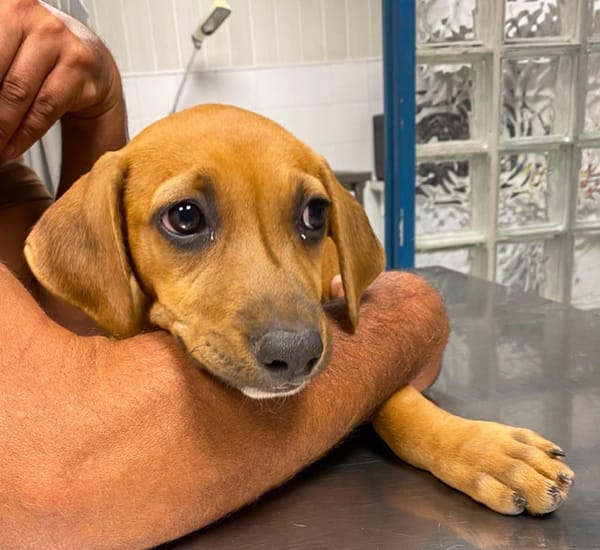 NUCCIOLA, chiot femelle croisée braque