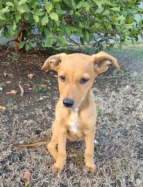 LILOU, chiot femelle Berger Créole