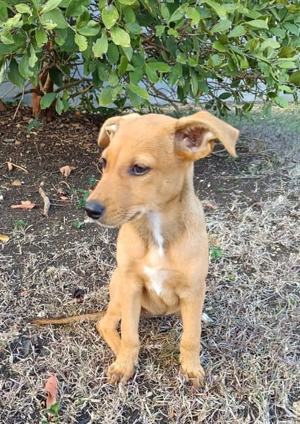 LILOU, chiot femelle Berger Créole
