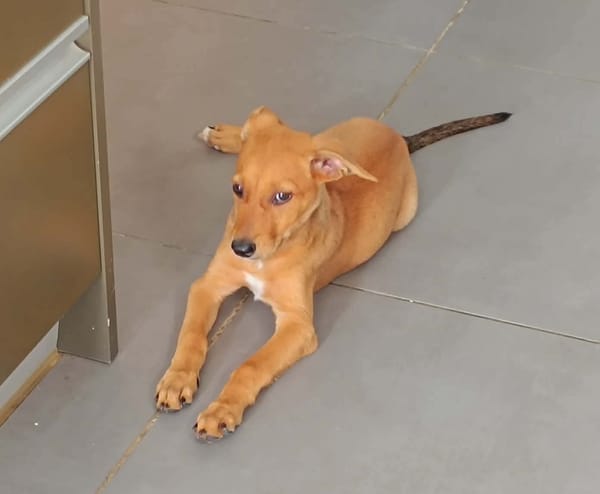LILOU, chiot femelle Berger Créole