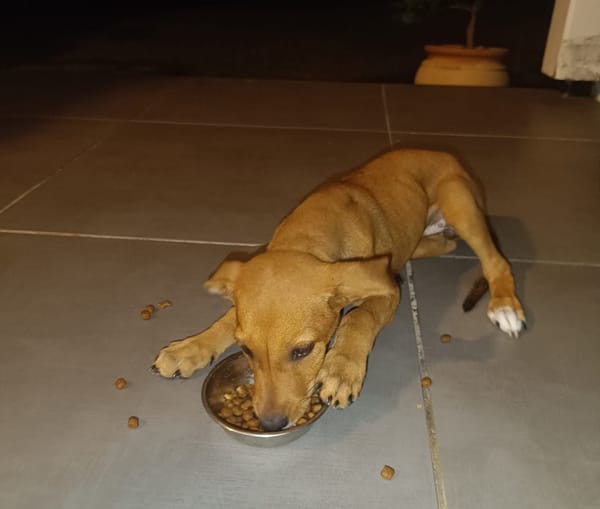 LILOU, chiot femelle Berger Créole