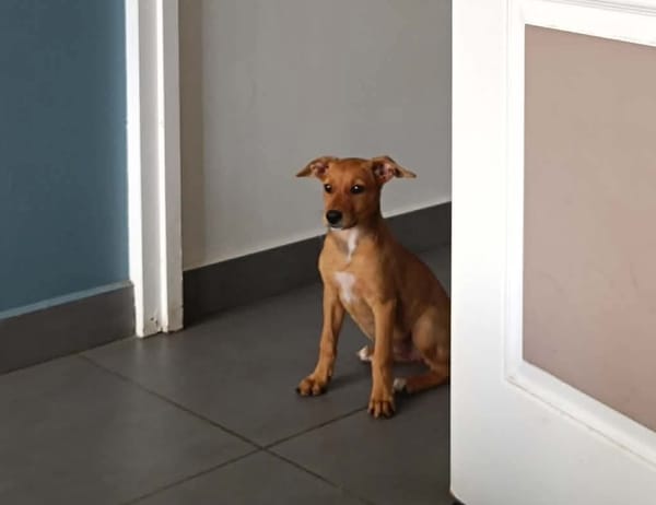 LILOU, chiot femelle Berger Créole