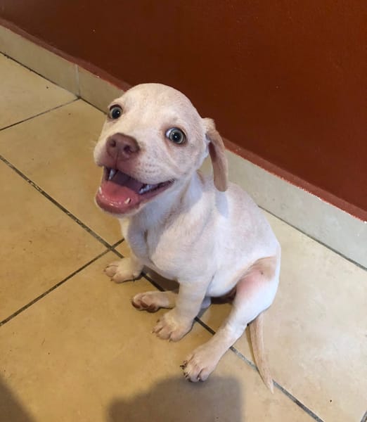 LYLAS, chiot femelle croisée Bouledogue Français