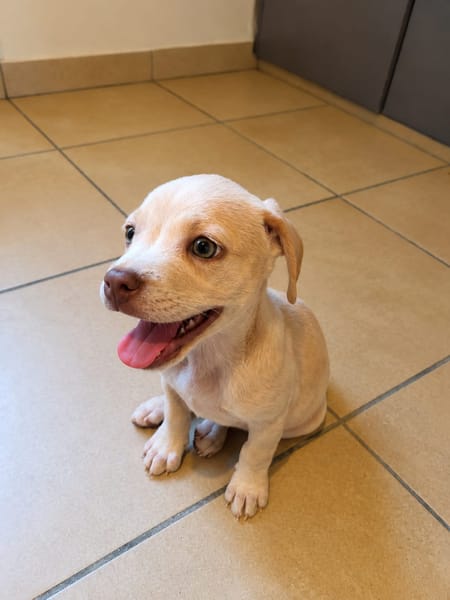LYLAS, chiot femelle croisée Bouledogue Français