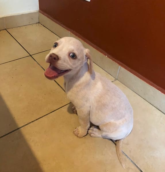 LYLAS, chiot femelle croisée Bouledogue Français