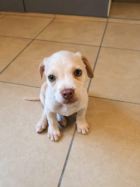 LYLAS, chiot femelle croisée Bouledogue Français