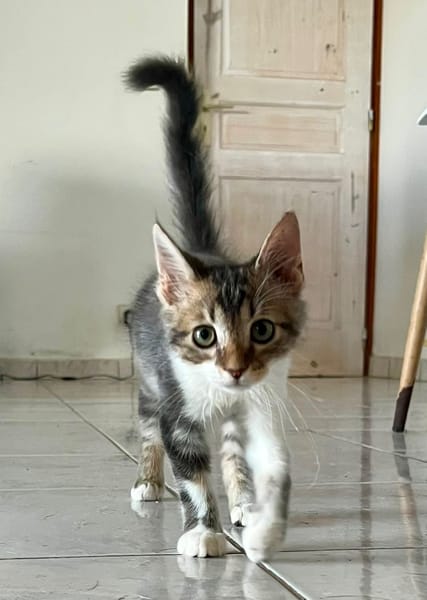 BARNABÉ, chaton type européen mâle