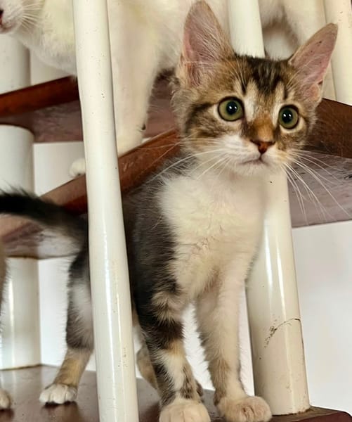 BARNABÉ, chaton type européen mâle