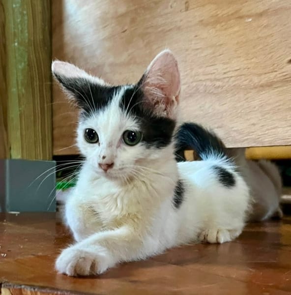 ERENE, chaton femelle type européen