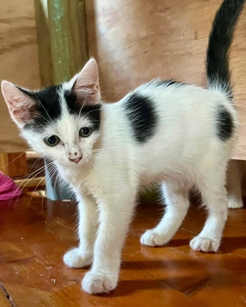 ERENE, chaton femelle type européen
