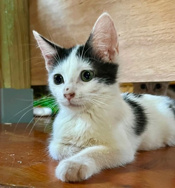 ERENE, chaton femelle type européen