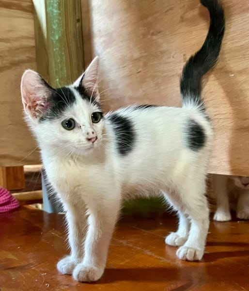 ERENE, chaton femelle type européen