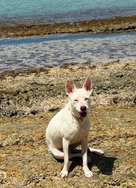LOLA, Femelle Berger Créole