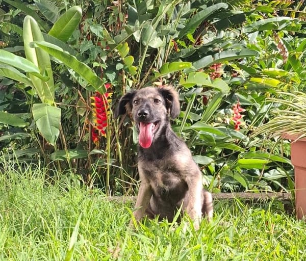 MAHE, chiot mâle Berger Créole