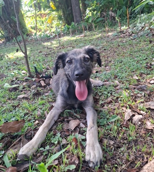 MAHE, chiot mâle Berger Créole