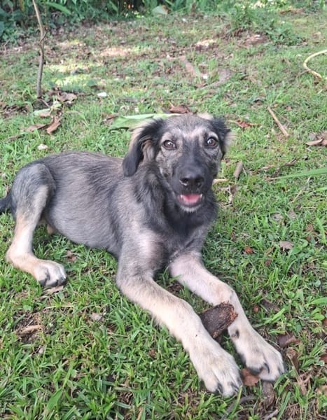 MAHE, chiot mâle Berger Créole