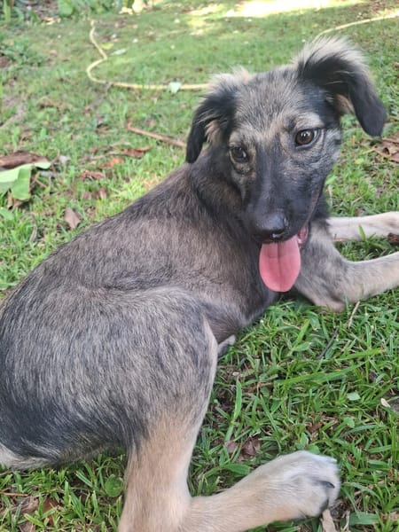 MAHE, chiot mâle Berger Créole