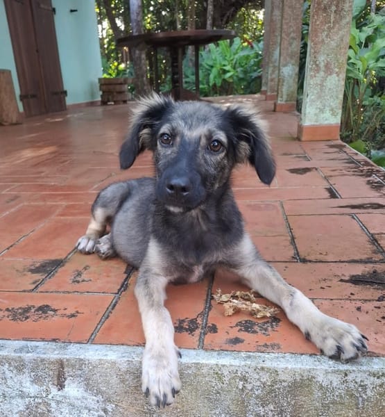 MAHE, chiot mâle Berger Créole