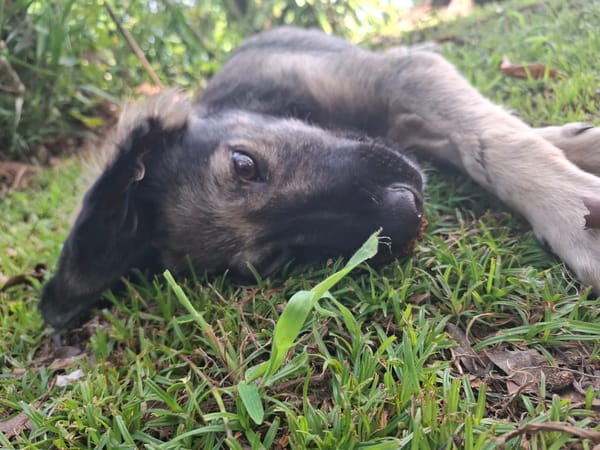 MAHE, chiot mâle Berger Créole