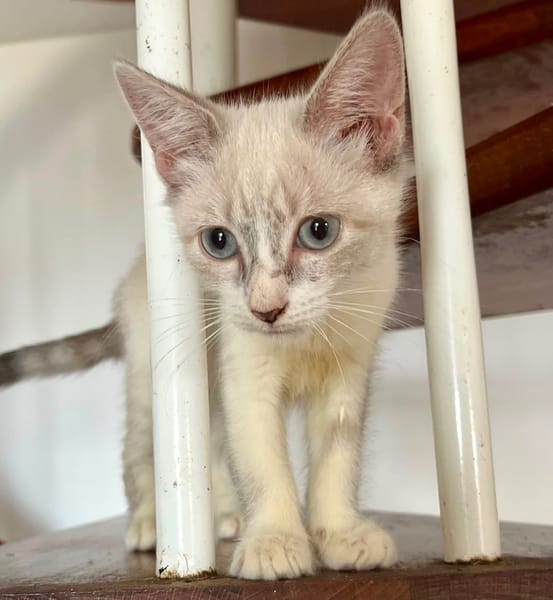 MARIE, chaton femelle type européen