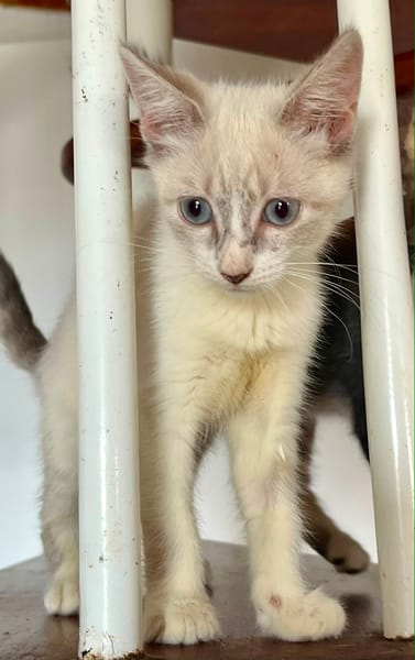 MARIE, chaton femelle type européen