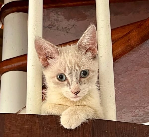 MARIE, chaton femelle type européen