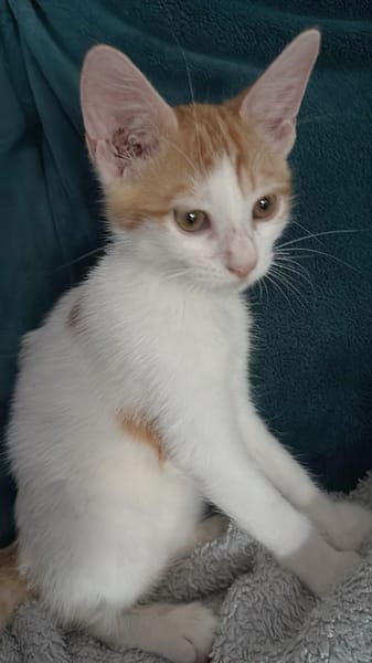 MIEL, chaton créole mâle
