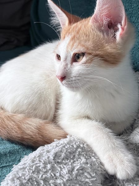 MIEL, chaton créole mâle