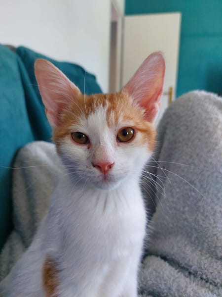 MIEL, chaton créole mâle
