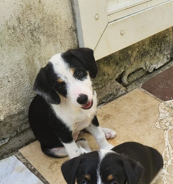SUN, chiot femelle Croisée Jack Russel