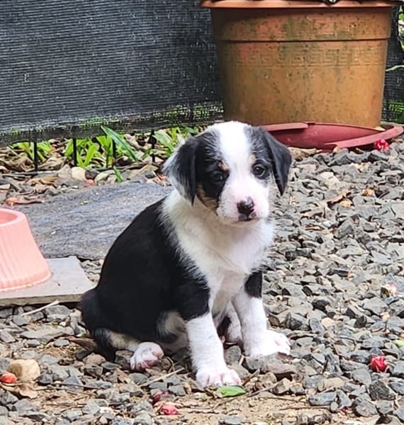 SUN, chiot femelle Croisée Jack Russel