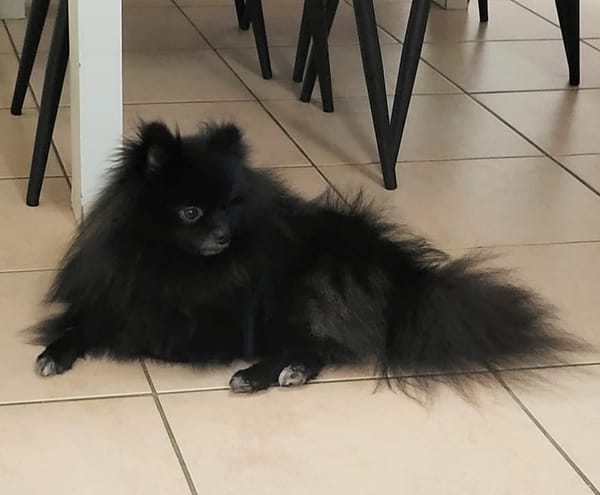 TRÉSOR, Petit Spitz mâle