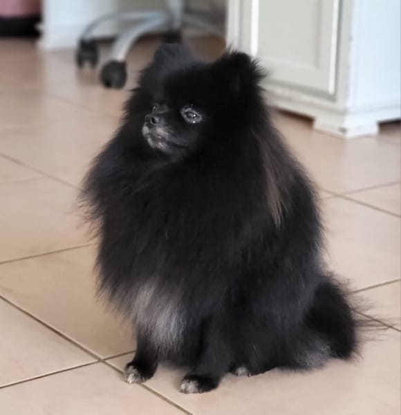 TRÉSOR, Petit Spitz mâle