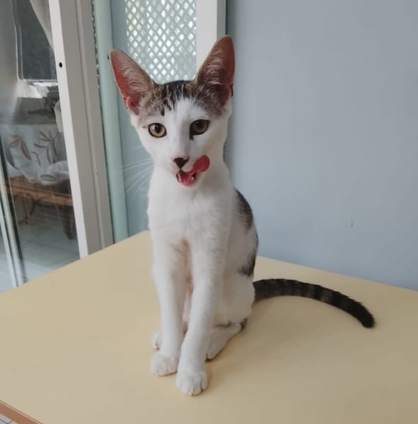 TWIX , chaton mâle type européen