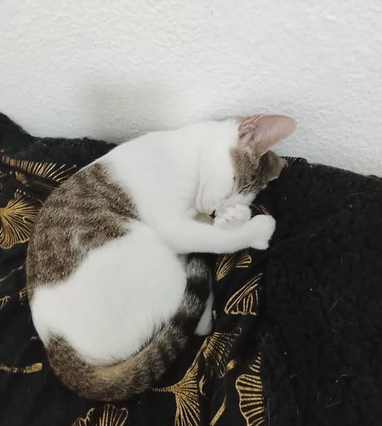 TWIX , chaton mâle type européen