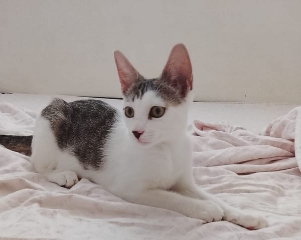 TWIX , chaton mâle type européen