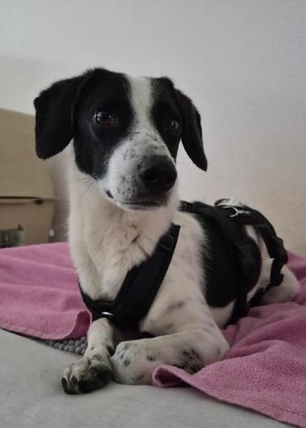 Sammy wartet in Köfering/Regensburg