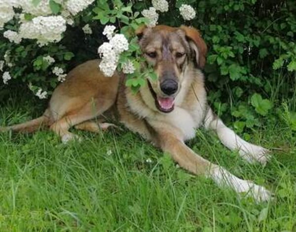 Junghündin Roxy - in Bayern (86576)