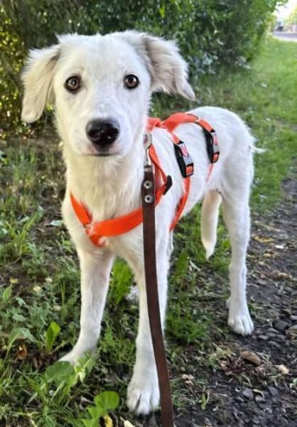 KABO -Rundum tolles Hundekind-