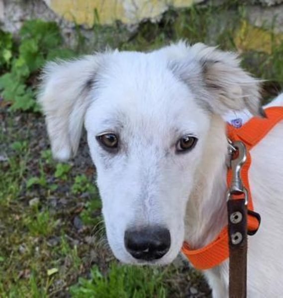KABO -Rundum tolles Hundekind-