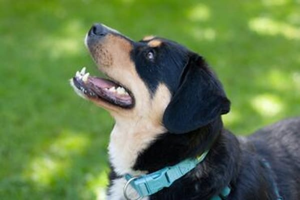 CELLON sucht liebevolles, ruhiges Heim