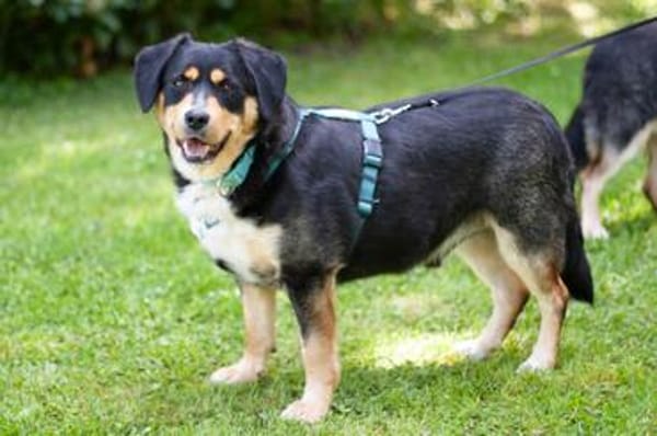 CELLON sucht liebevolles, ruhiges Heim
