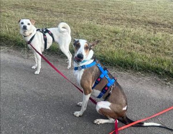 Snoopy, freundlich, aktiv, offen