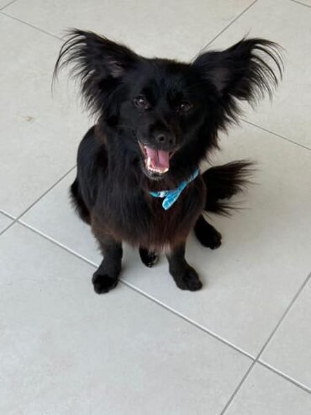 Verschmuster Paco
