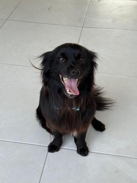 Verschmuster Paco