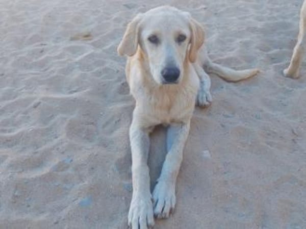 Buba sucht engen Familienanschluss