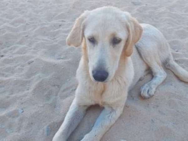 Buba sucht engen Familienanschluss