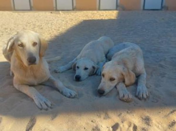 Buba sucht engen Familienanschluss