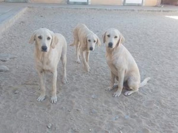 Buba sucht engen Familienanschluss