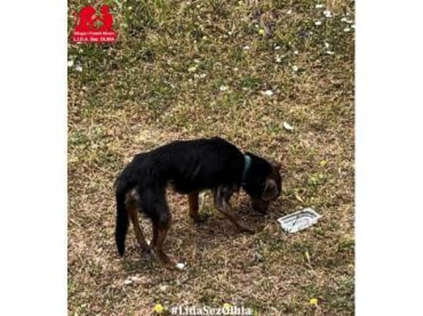 Carmelino sucht sein Körbchen